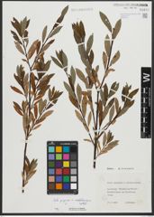Foto von Salix purpurea L. x Salix waldsteiniana Willd.